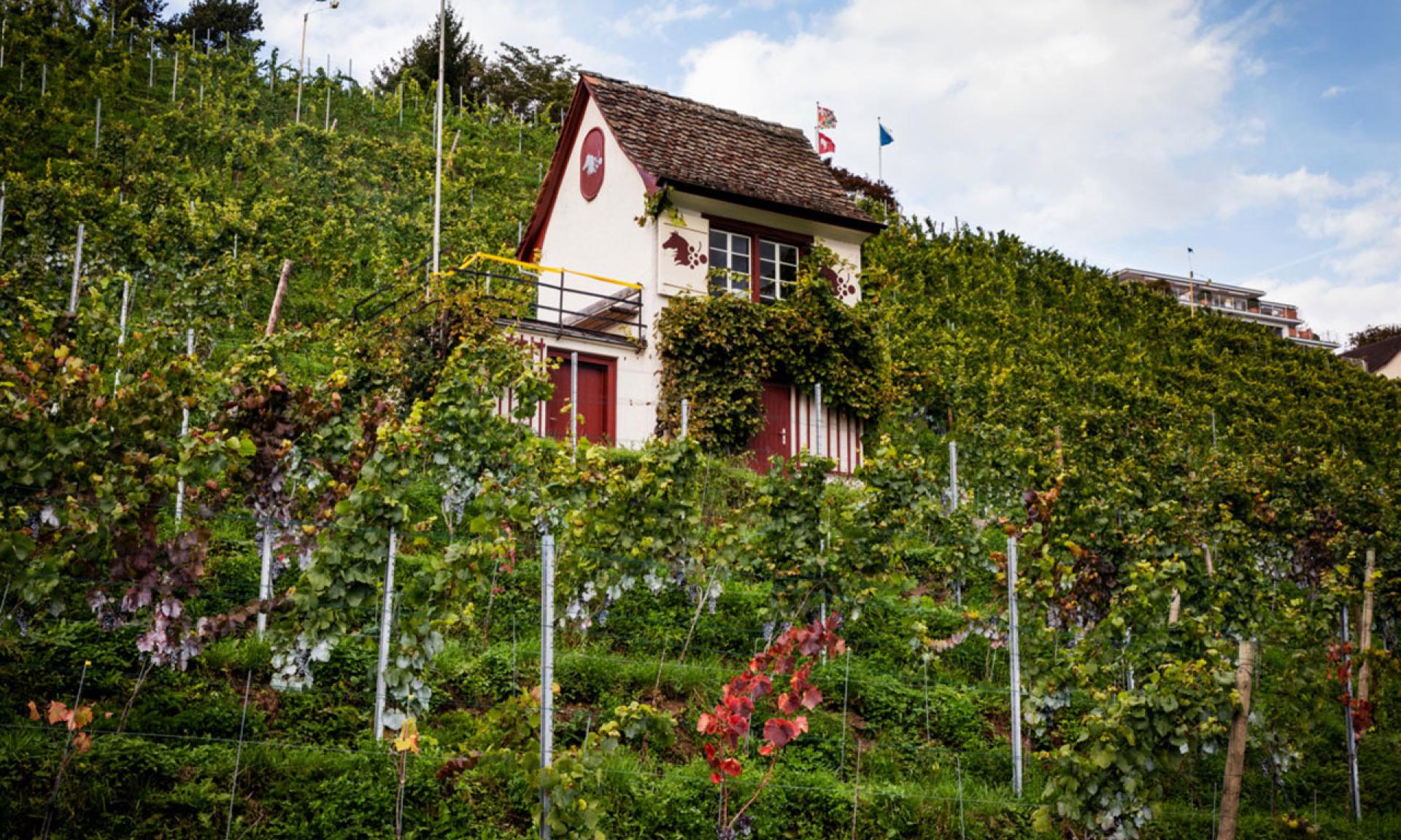 Veloroute 66, Weinberg