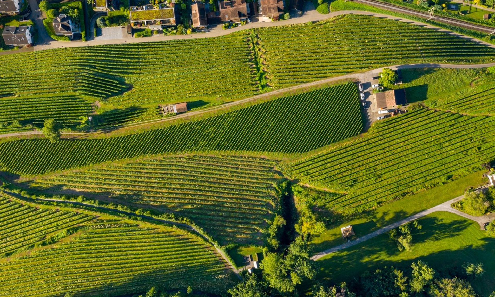 Weingut Höcklistein