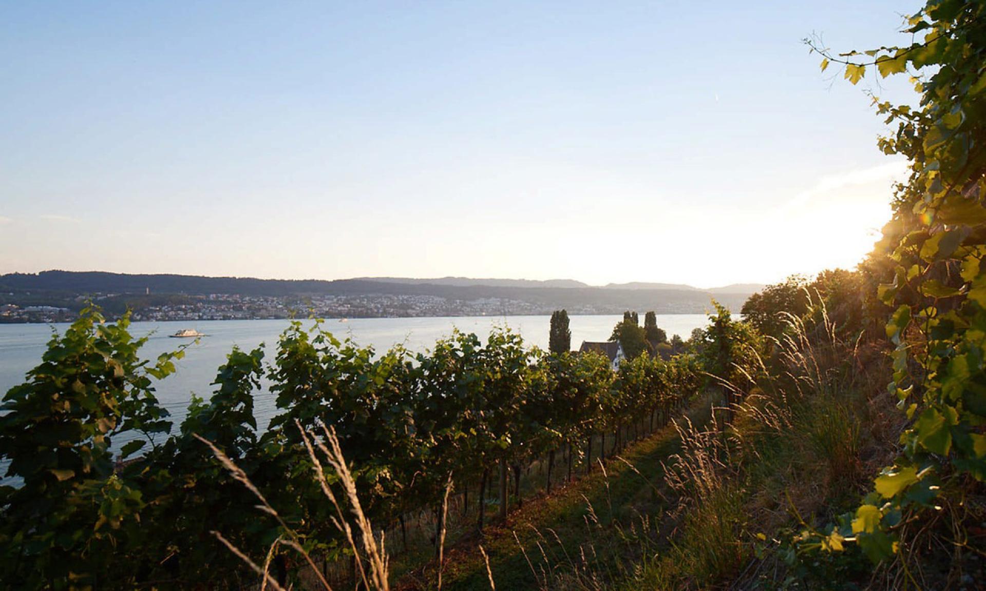 Schwarzenbach Weinbau