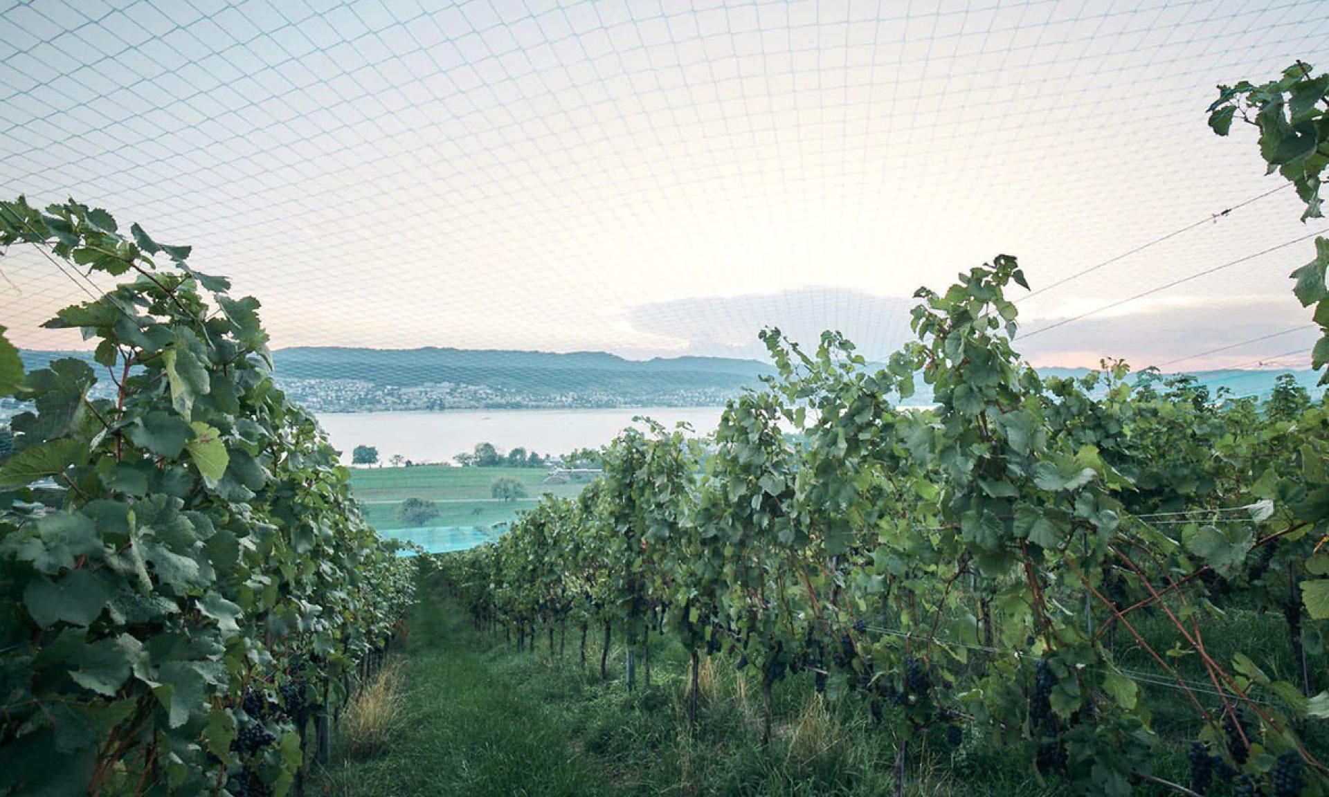 Schwarzenbach Weinbau