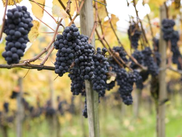 Weingut Irsslinger